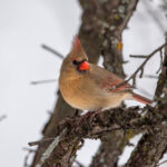 NBA虎扑视频直播:每日最新赛事高清免费在线观看 7rd3h2