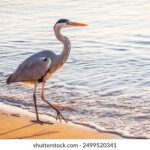 NBA精彩赛事直播回看,重温巅峰对决时刻 8383j7