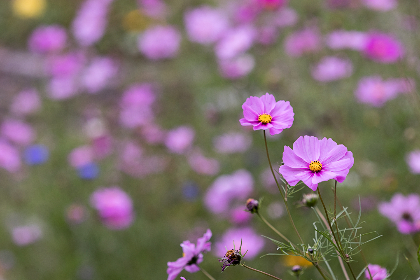 NBA虎扑独家直播:实时赛况与球迷互动全解析 NBA虎扑独家直播:实时赛况与球迷互动全解析